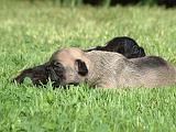 BOULEDOGUE FRANCAIS 1321